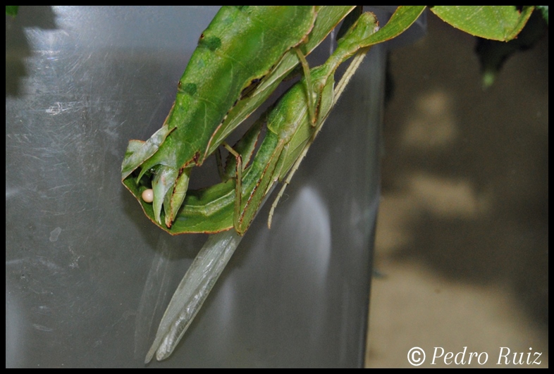 Inserción del espermatóforo en una hembra de Cryptophyllium westwoodii