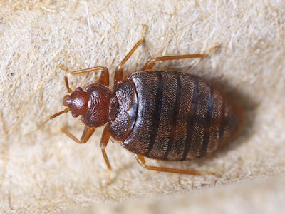 Common problems caused because of Bed Bug Bites