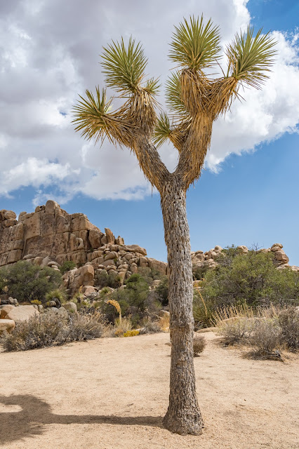 Hidden Valley Trail, Joshua Tree National Park