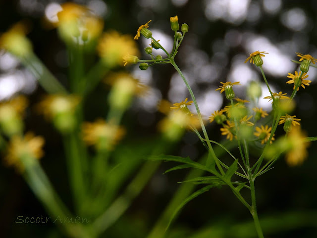 Nemosenecio nikoensis