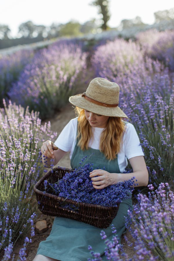 The Bountiful Benefits of Lavender