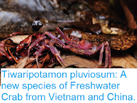 http://sciencythoughts.blogspot.co.uk/2016/08/tiwaripotamon-pluviosum-new-species-of.html