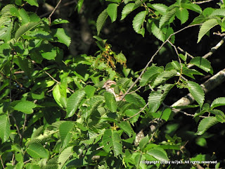 Song Sparrow