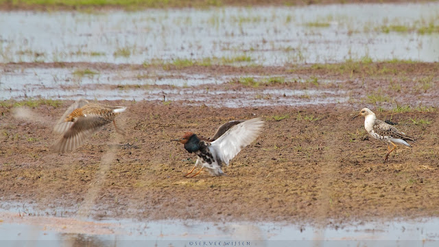 Kemphaan - Ruff - Philomachus pugnax