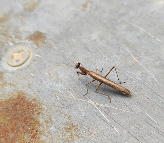 A smaller preying mantis