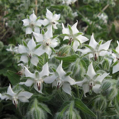 Borago Officinalis 'Bianca' - Grow this decorative plant from Borage seeds. Borage herb seeds produce these beautiful star-shaped white flowers and textured leaves.