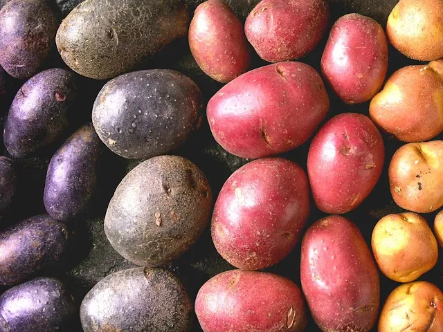 colored potatoes
