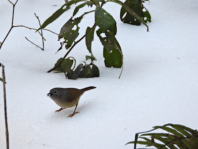 David's Fulvetta in Zhangjiajie