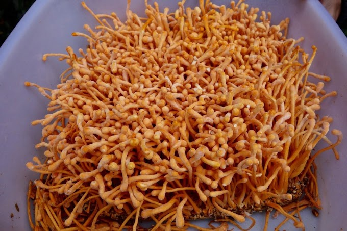 Cordyceps militaris training course in Chandrapur  | Mushroom cultivation training | Biobritte mushroom center