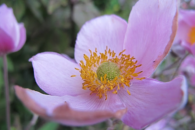 De mooiste foto's uit mijn tuin van augustus 2011