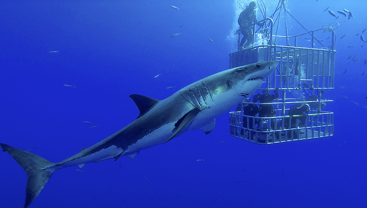 Cage Dive with Great White Sharks