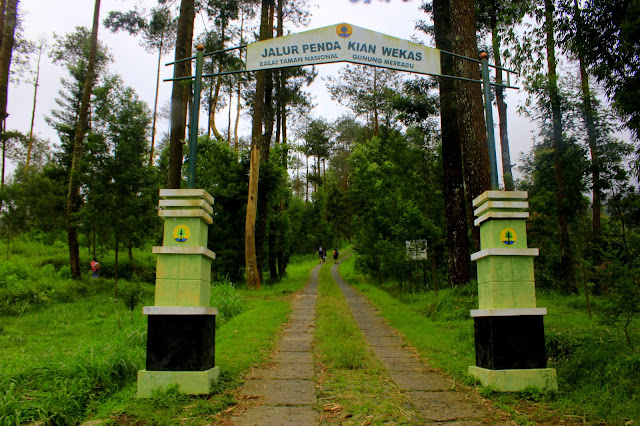 Gunung merbabu sangat cocok untuk para pendaki yang masih pemula