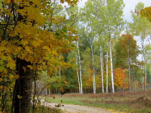 back road with fall colors