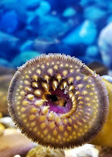 Looking into the mouth of a Lamprey.