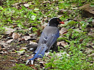 Red-billed Blue-Magpie Eating a Sparrow at Yuelu Mountain