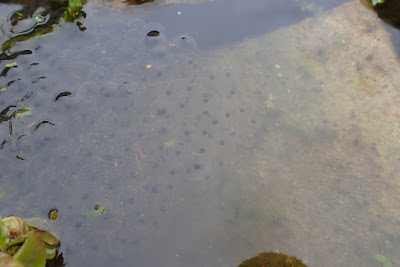 Frogspawn