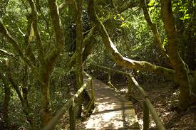 bosque valdiviano