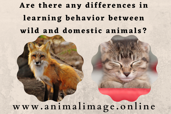 Are there any differences in learning behavior between   wild and domestic animals?