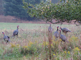 wild turkey