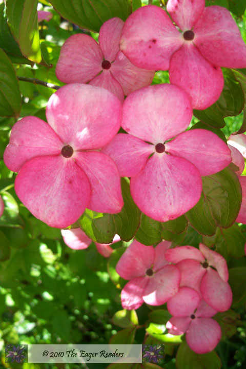 Types Of Dogwood Trees