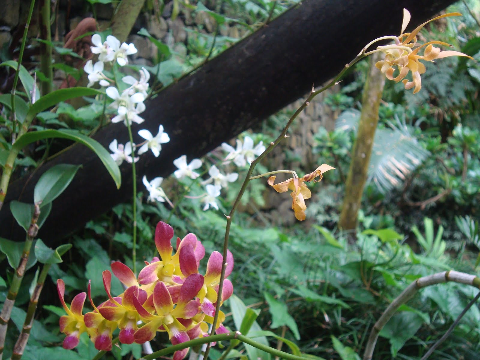 types of flowers in fiji