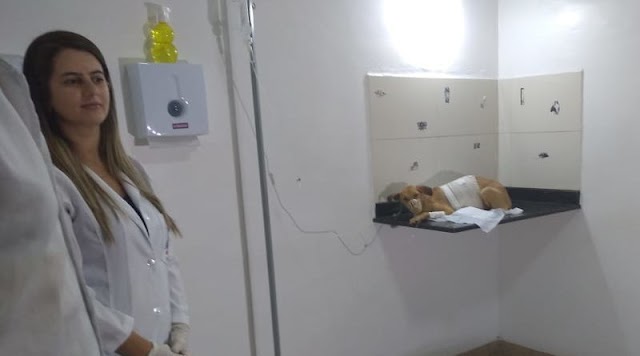  ACUSADA DE JOGAR SOLDA CÁUSTICA EM CADELA É LEVADA PARA DELEGACIA DE BELO JARDIM