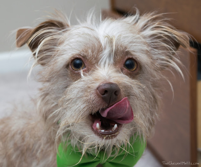 Bailey licking her lips after eating Only Natural Pet Wholesome Homemade Dog Food