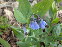 Tall Fringed Bluebell at Silver Lake Flat - American Fork Canyon