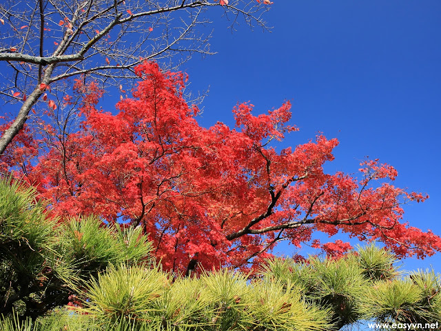 Japanese Nature Wallpapers