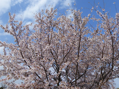 山田池公園の桜満開🌸お花見ウォーキング