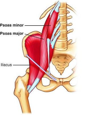 psoas major muscle, anatomy, muscle picture, iliacus