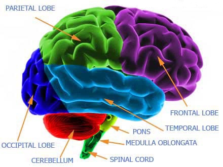 Brain Stem Functions4
