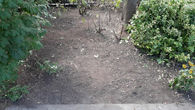 Beaconsfield Village front yard Toronto garden cleanup after by Paul Jung Gardening Services--a Toronto Gardening Company