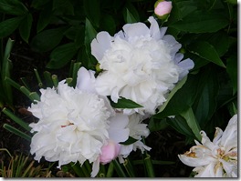 flowers 1