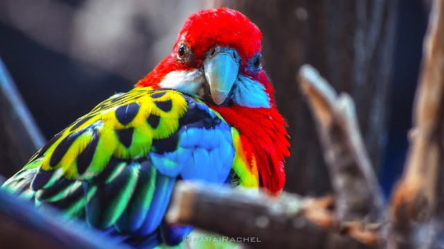  new parrot bird images 