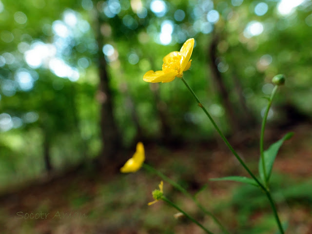 Ranunculus grandis