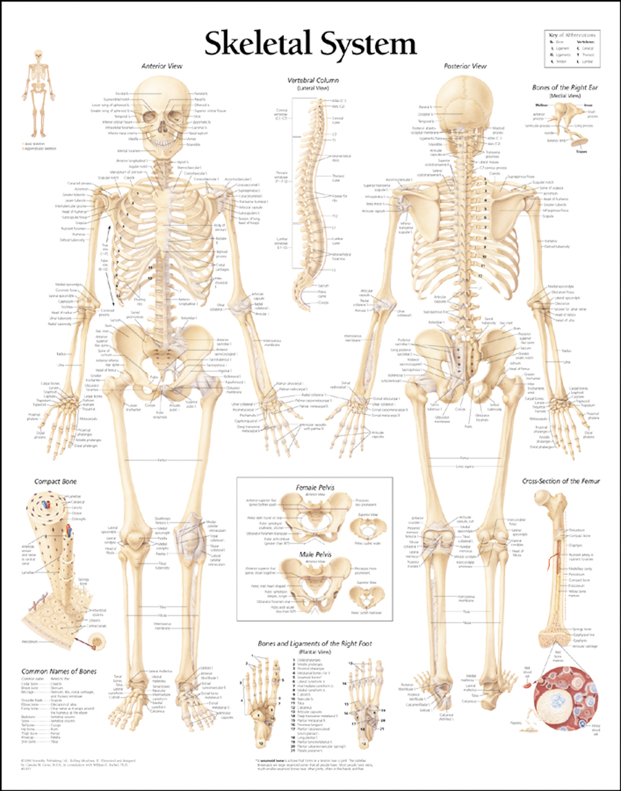 HUMAN BODY SYSTEM: Human Skeleton System and Its Different ...