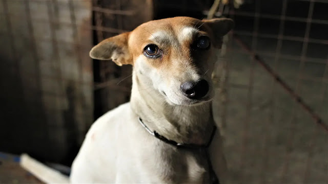 Dog