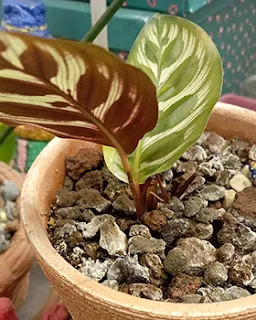 Calathea Makoyana la pianta che purifica l'aria e abbellisce gli ambienti: cura e caratteristiche botaniche2