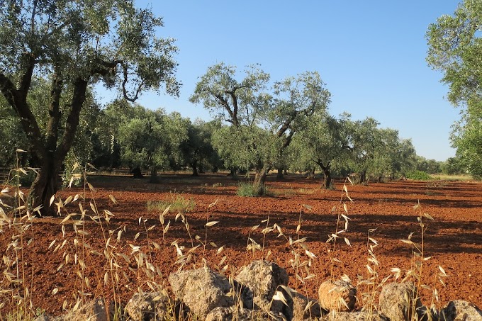 Coldiretti, Senato: ok legge con +13% giovani agricoltori