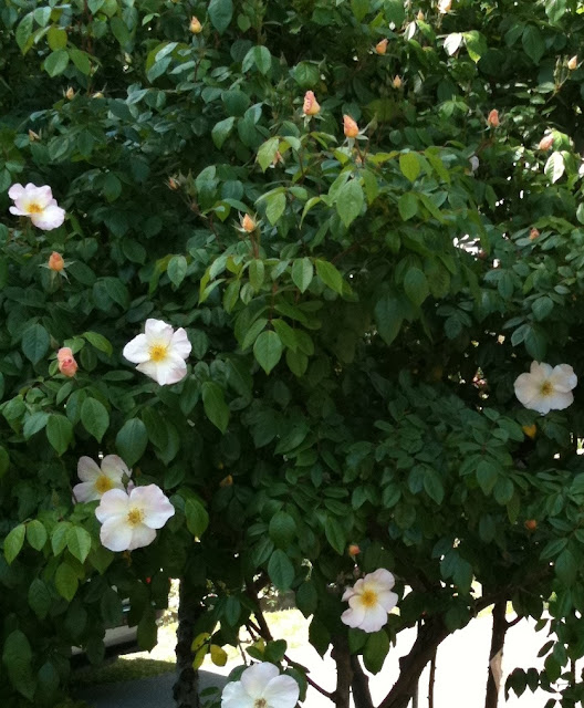 Sally Holmes rose, at the Sacramento City Cemetery 