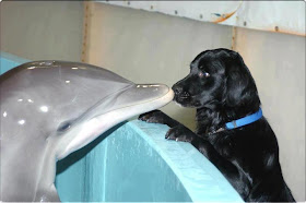 dog and dolphin nose boop, funny animal pictures, animal photos, funny animals