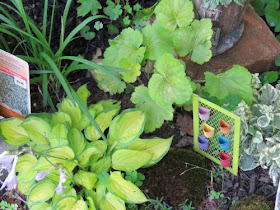 Mason County Garden Tour hosta