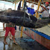 Pescadores fisgam atum azul com mais de 400 Kg no litoral potiguar