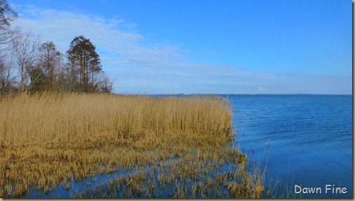 Mattamuskeet NWR_017