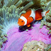 Clownfish coral reef fish wallpaper 2014