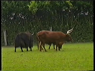 2001.08.26-022 watussi