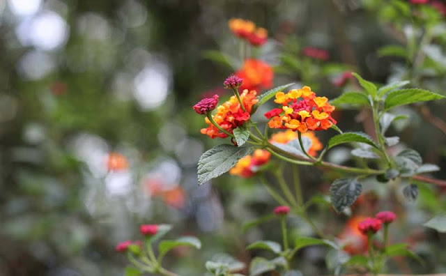 Lantana Flowers Pictures