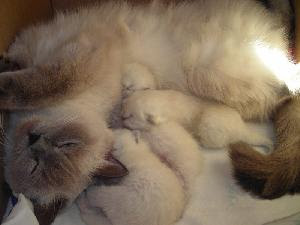 cat after birth