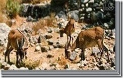 clip_image004